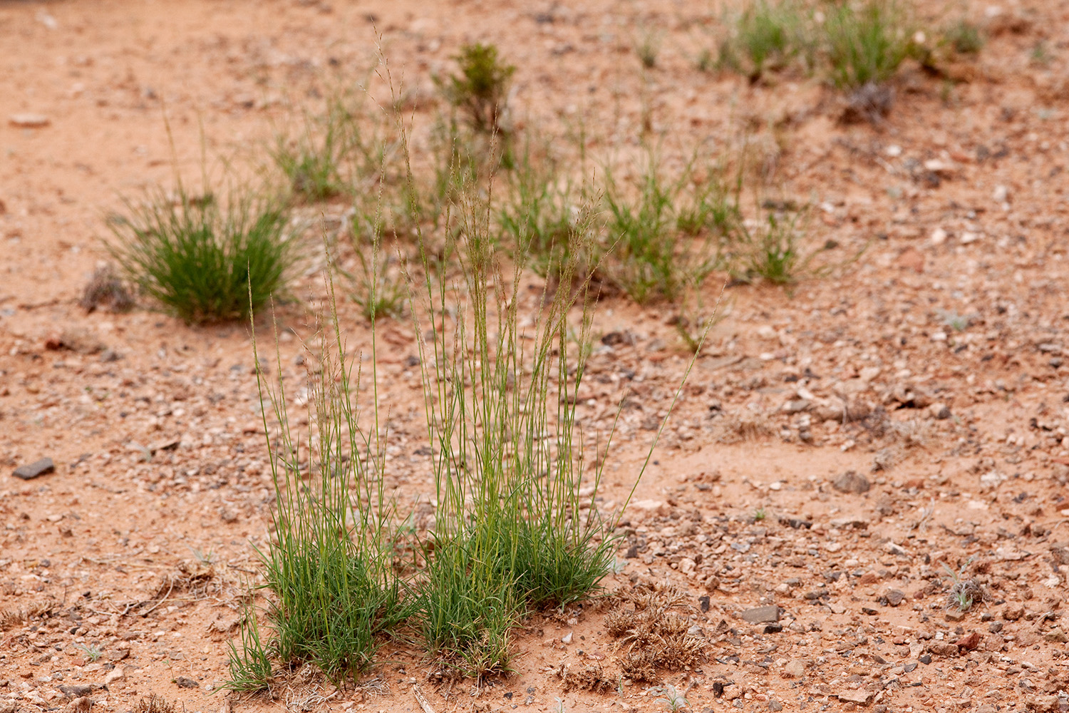 Bunchy growth habit with erect stems