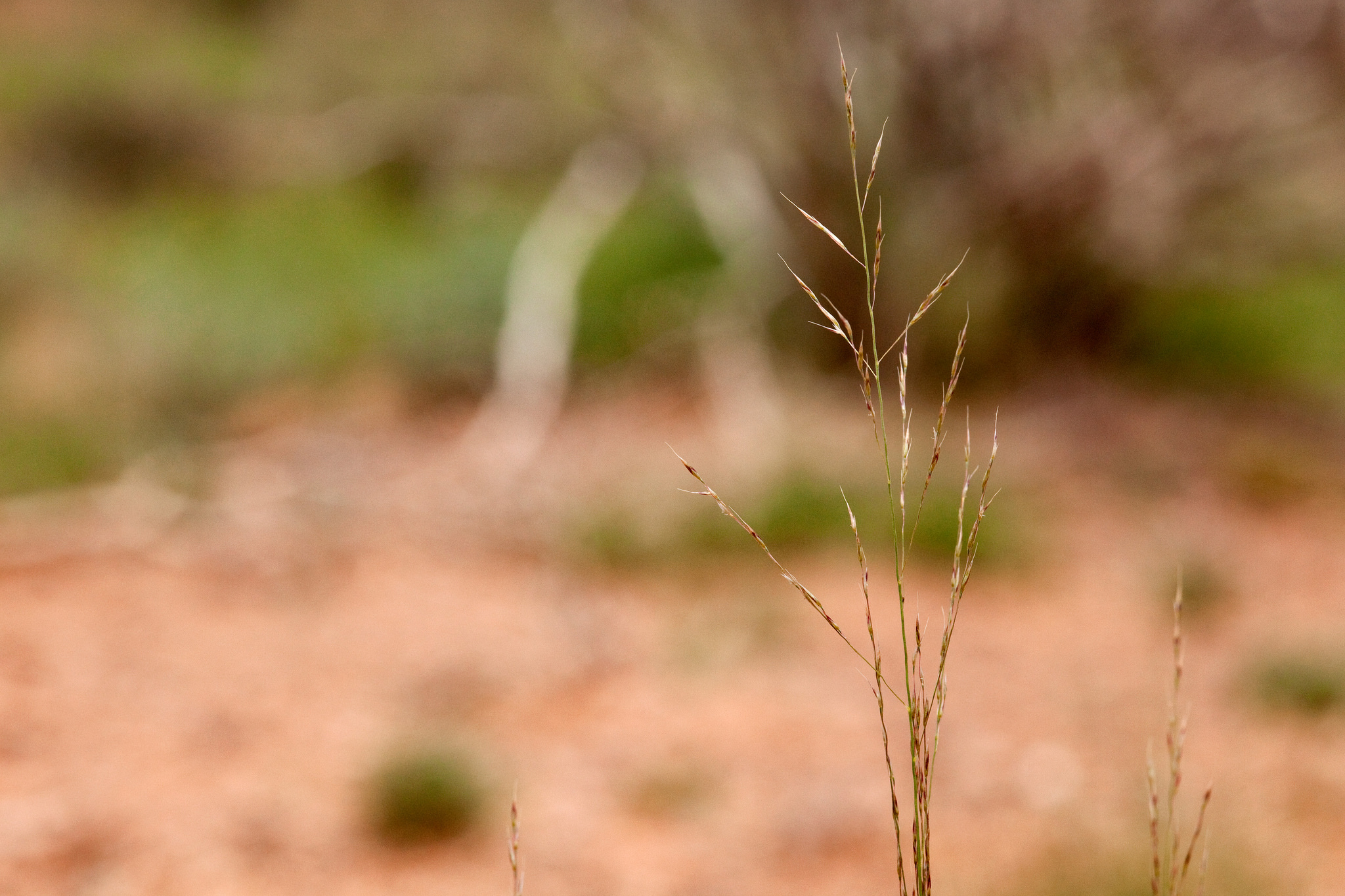 Loosely branched panicle