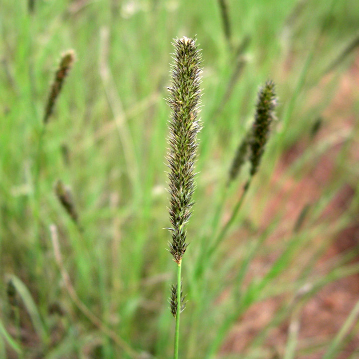 Thick green/brown seedhead at the top of a single green grass stem, with other stems and seedheads in the background.