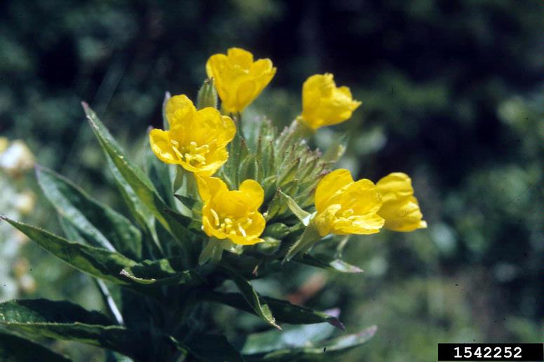 Yellow flowers arranged at the top of the stem