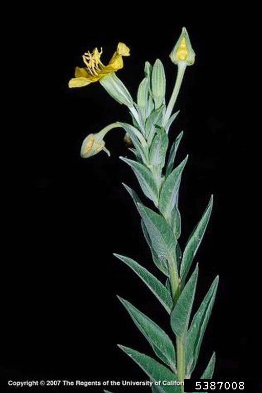 Sideview of stalk with several yellow flowers at the end