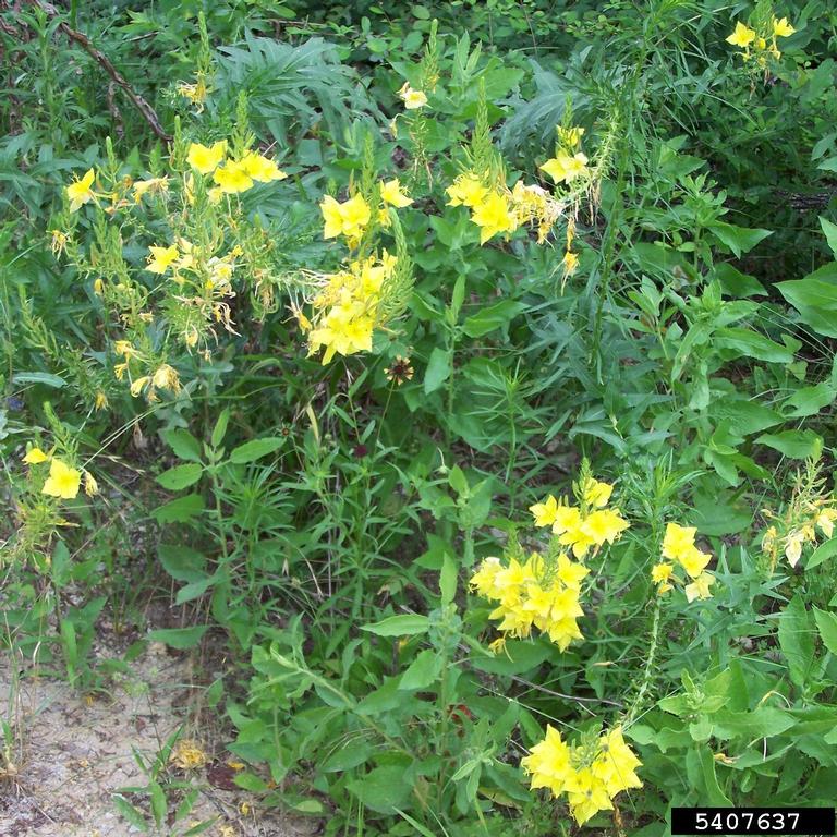 Growth habit with dense foliage and yellow blossoms