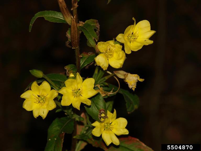 Yellow flowers with characteristic four bilobate petals