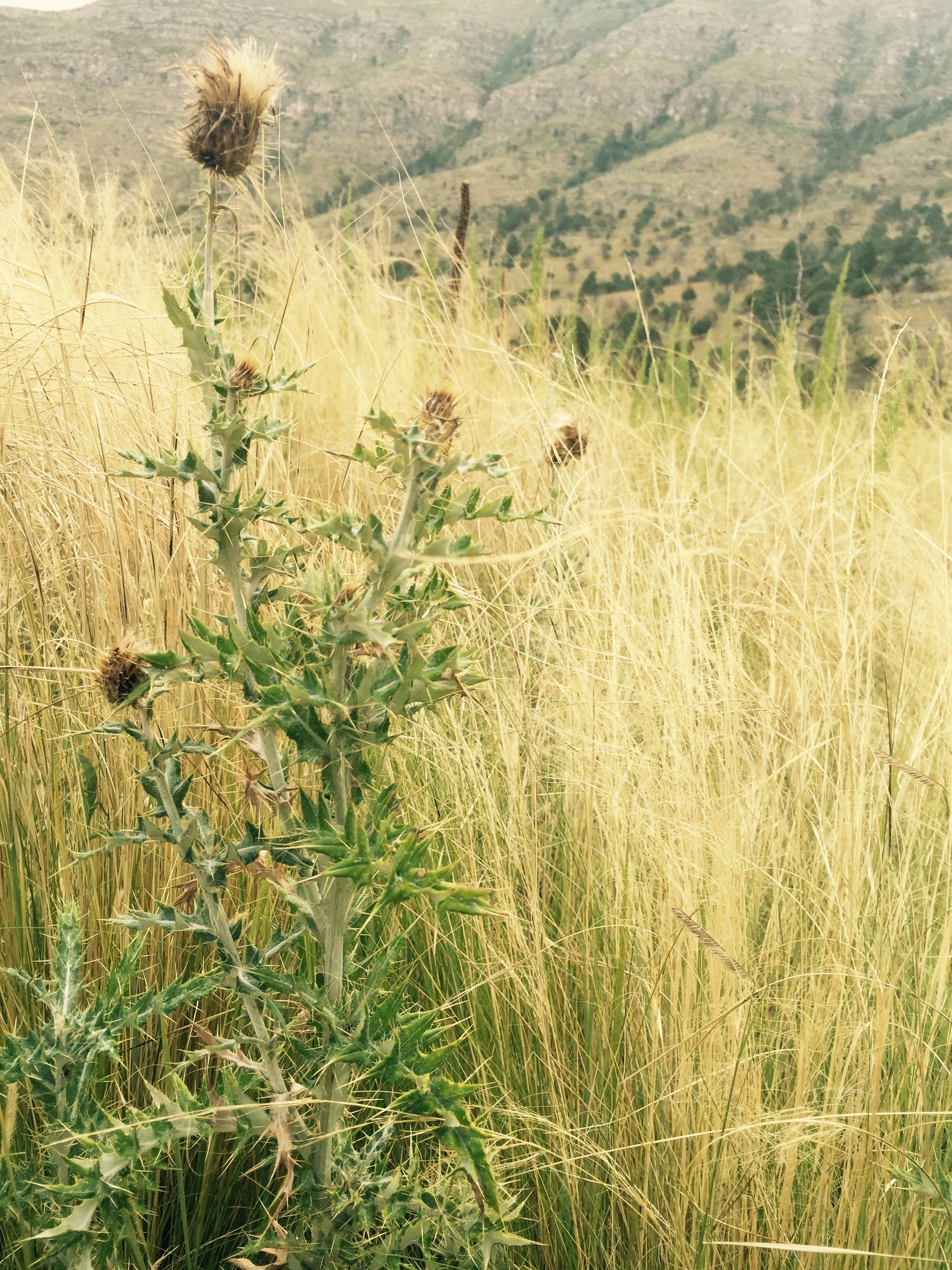 Thistle growing among dense grasses in a grassland habitat