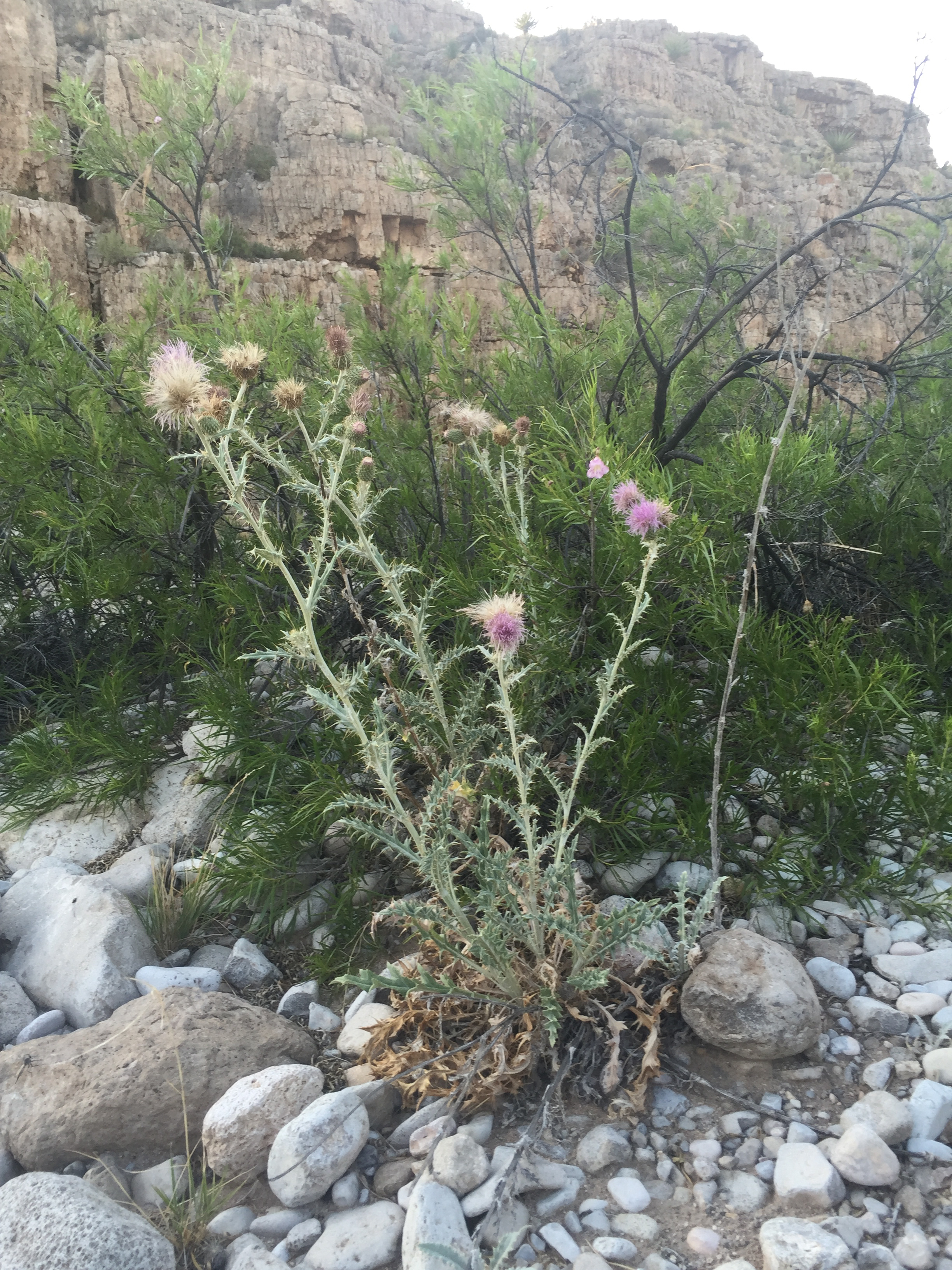 Brushland growth habit showing tall stems with multiple branches, each containing several flowers