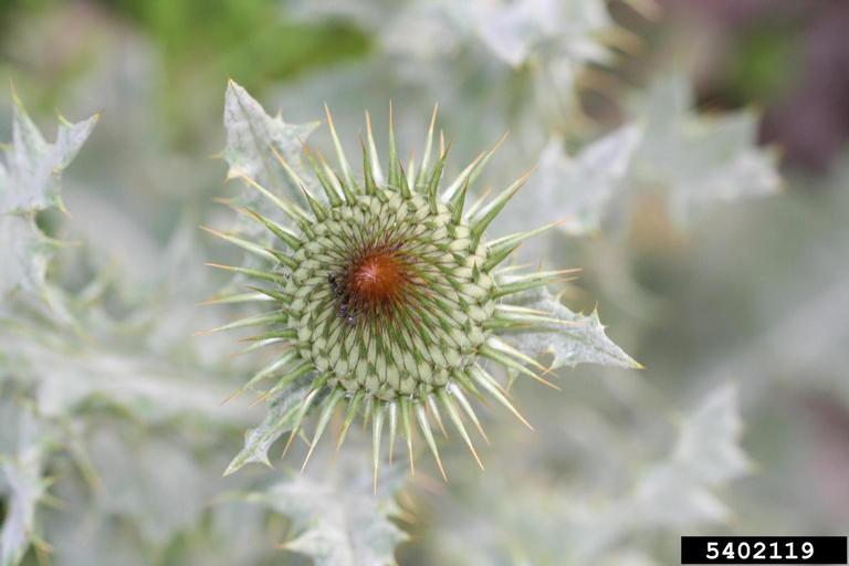 A bud that is about to open. The tip is reddish, but the rest of the bud is covered in spiny green bracts