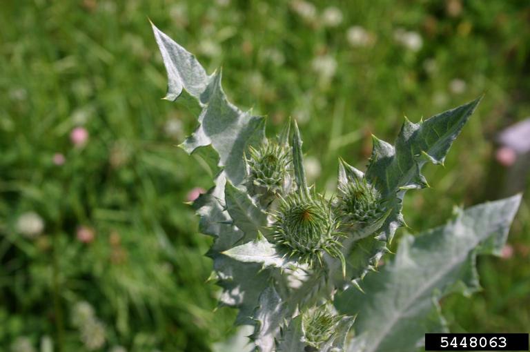 Spiny, lobed leaves sheltering equally spiny buds