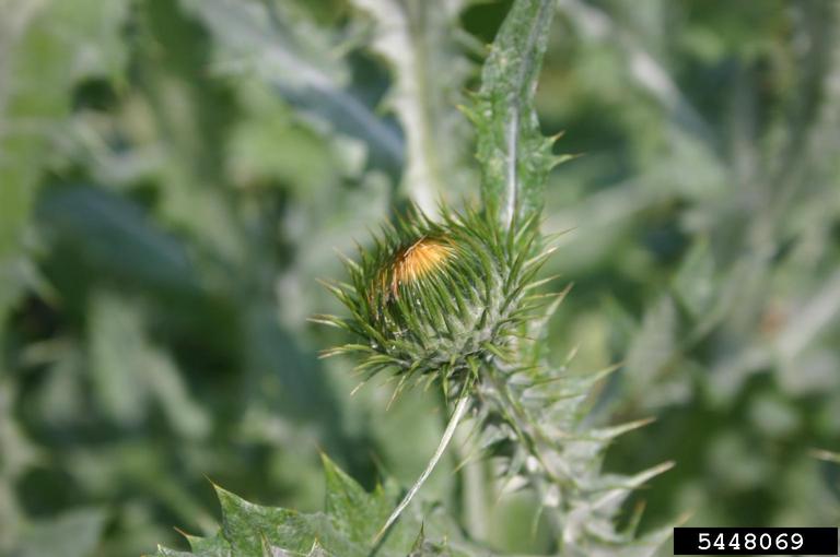 Close-up of a bud about to open. The tip of this bud is an orangey yellow