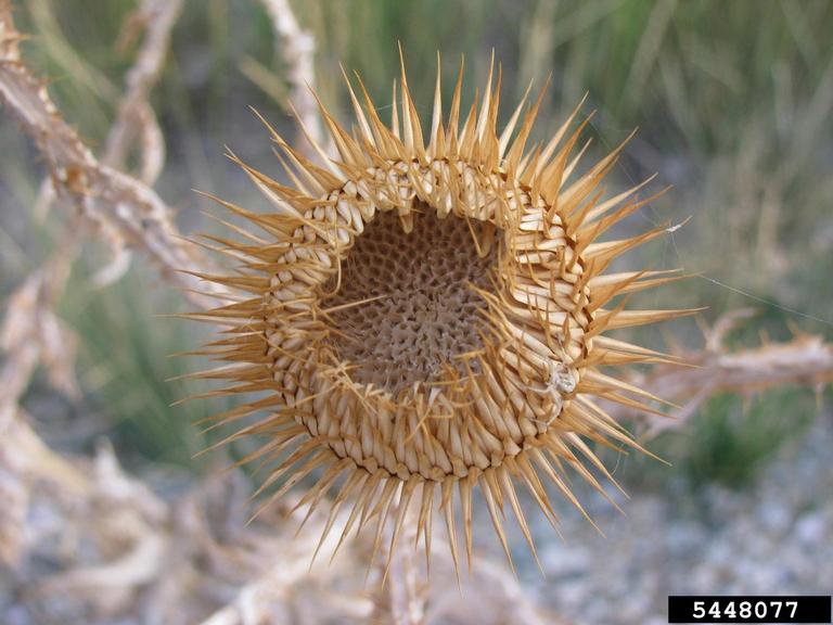 A dried flower with spines protruding