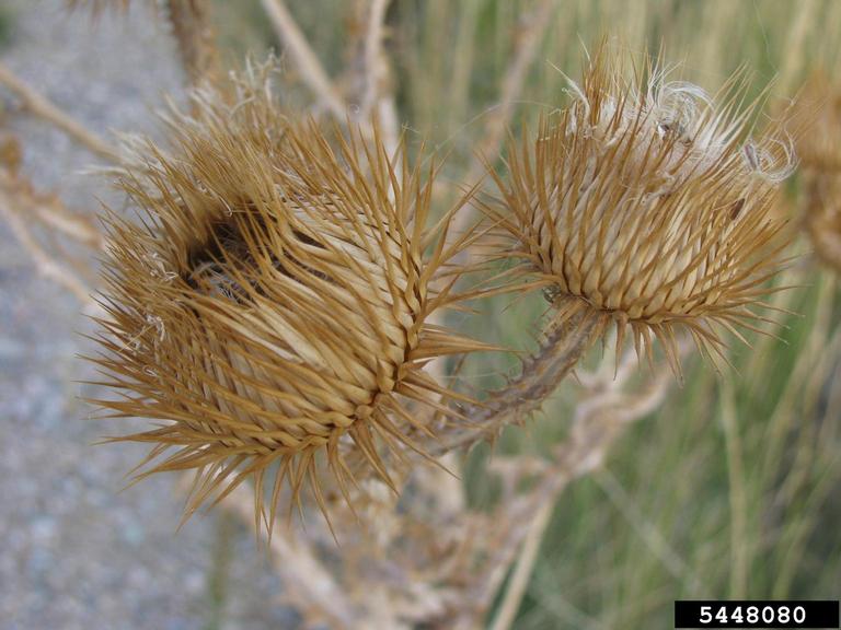 A dried flower with spines protruding