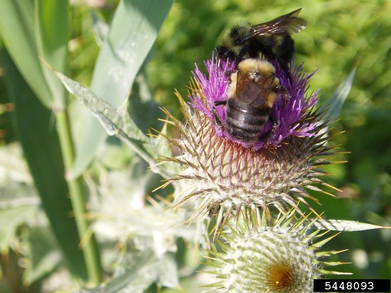 Bees on a flower in bloom