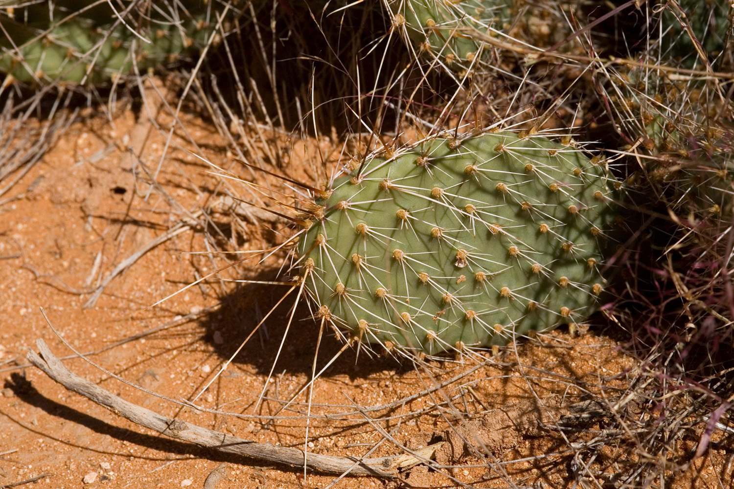 Prickly pear spines can be several inches long, as on this specimen of Opuntia polyacantha var. polyacantha!