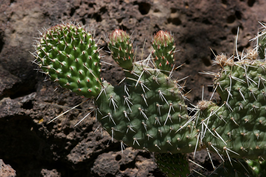 Opuntia polyacantha var. polyacanthaleaves with a bumpy surface where spines are forming. Two fruits are forming on one edge of the paddle.