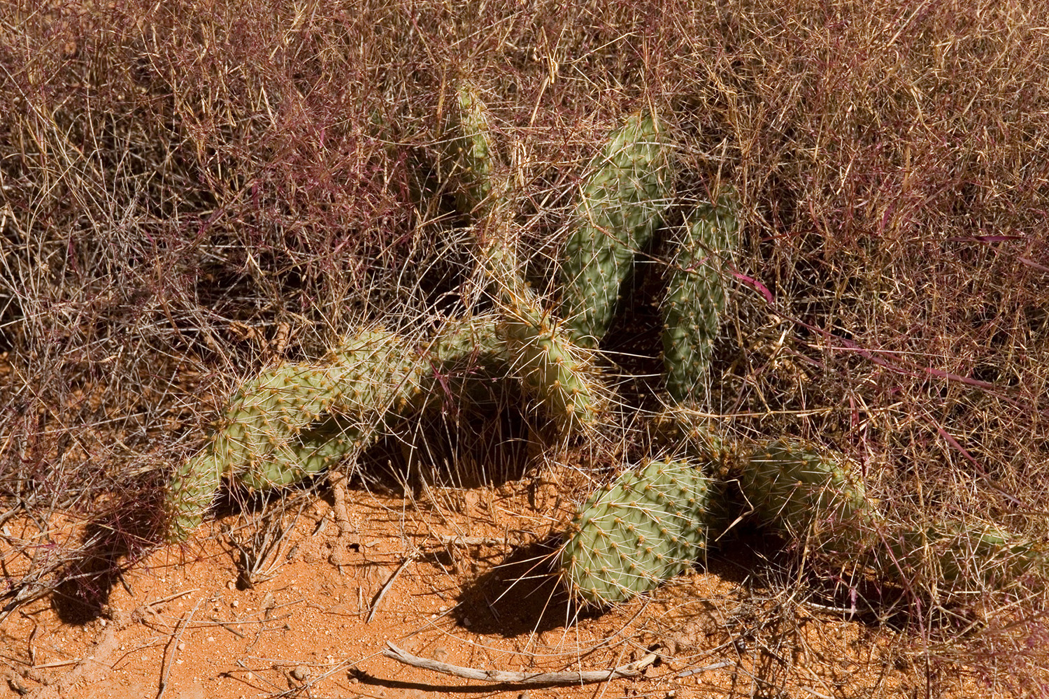 Growth habit of Opuntia polyacantha var. polyacantha close to the ground in a tangle of grasses
