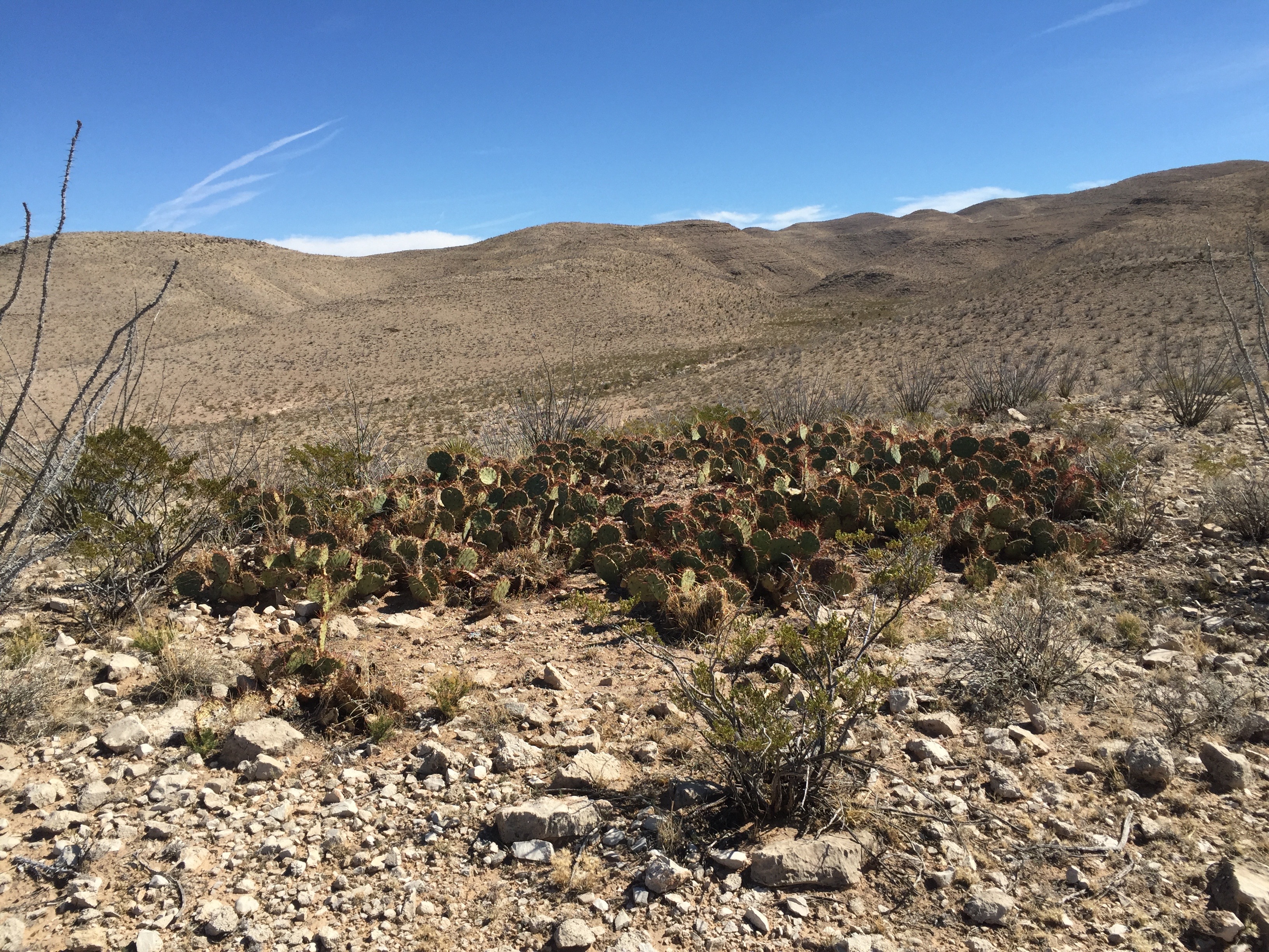 A "stand" of prickly pears in an otherwise fairly barren landscape