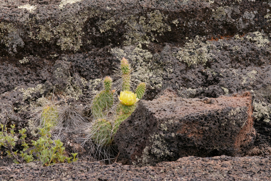A young Opuntia polyacantha var. polyacantha with long spines, new leaves, a yellow flower, and two forming fruits
