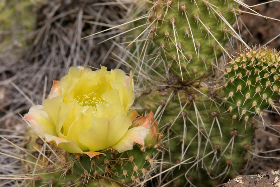 Showy yellow flower of Opuntia polyacantha var. polyacantha