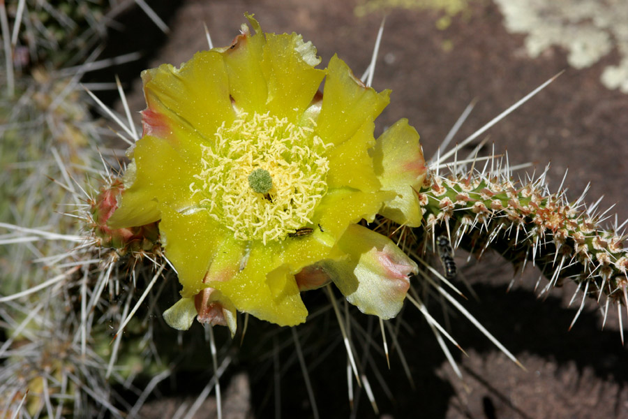 Showy yellow flower of Opuntia polyacantha var. polyacantha