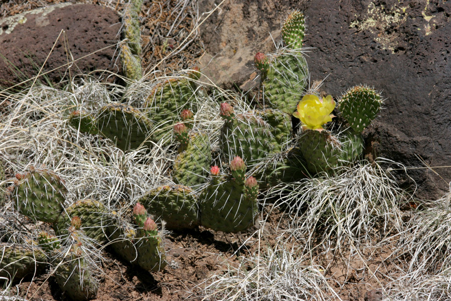 Growth habit of Opuntia polyacantha var. polyacantha showing upreaching new growth, fruits, and a flower