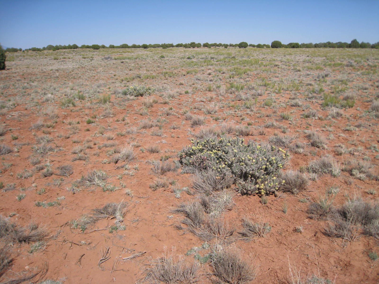 Cholla with yellow flowers in its grassland habitat