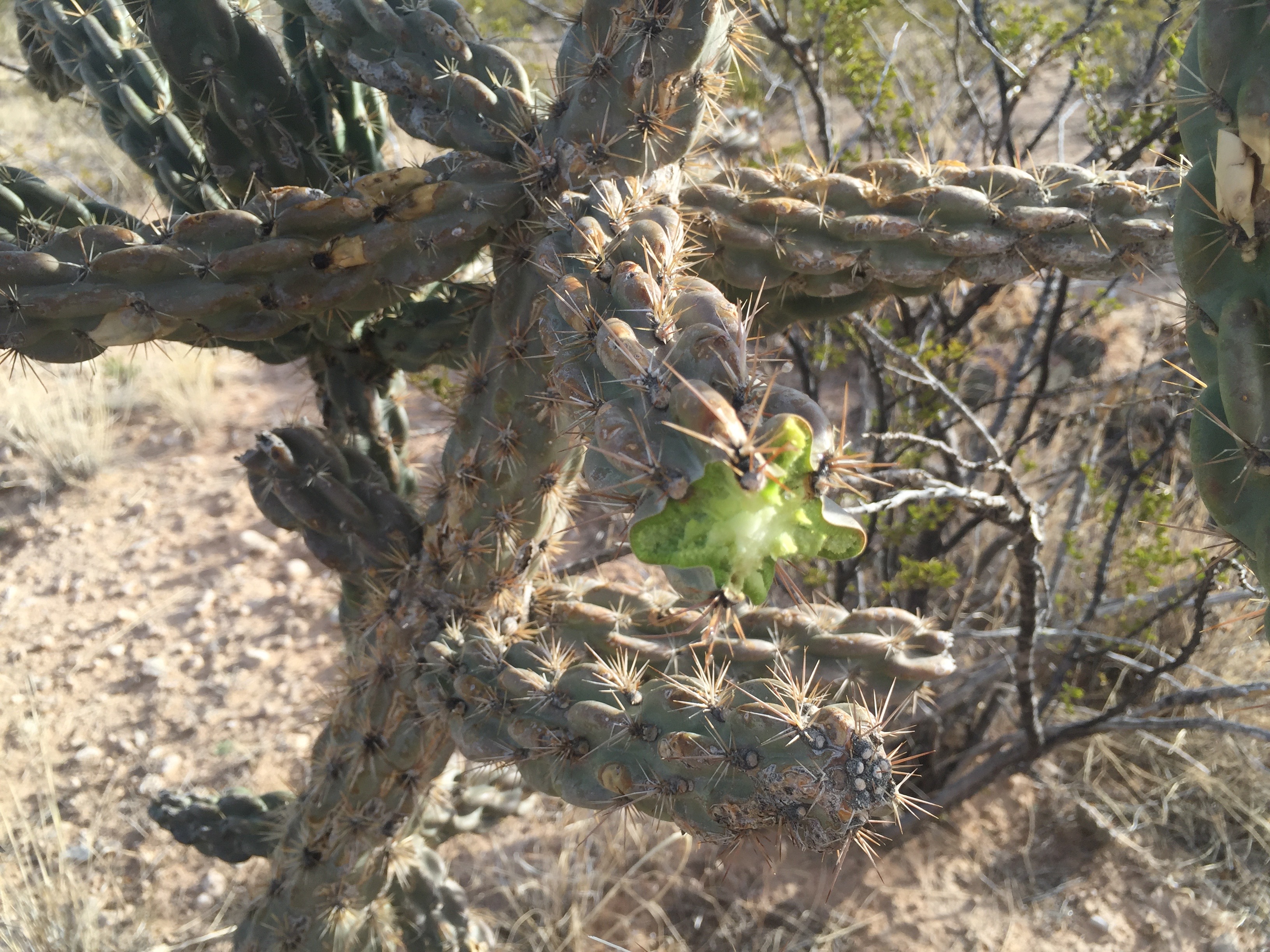 Cutaway of a cholla branch showing succulent interior