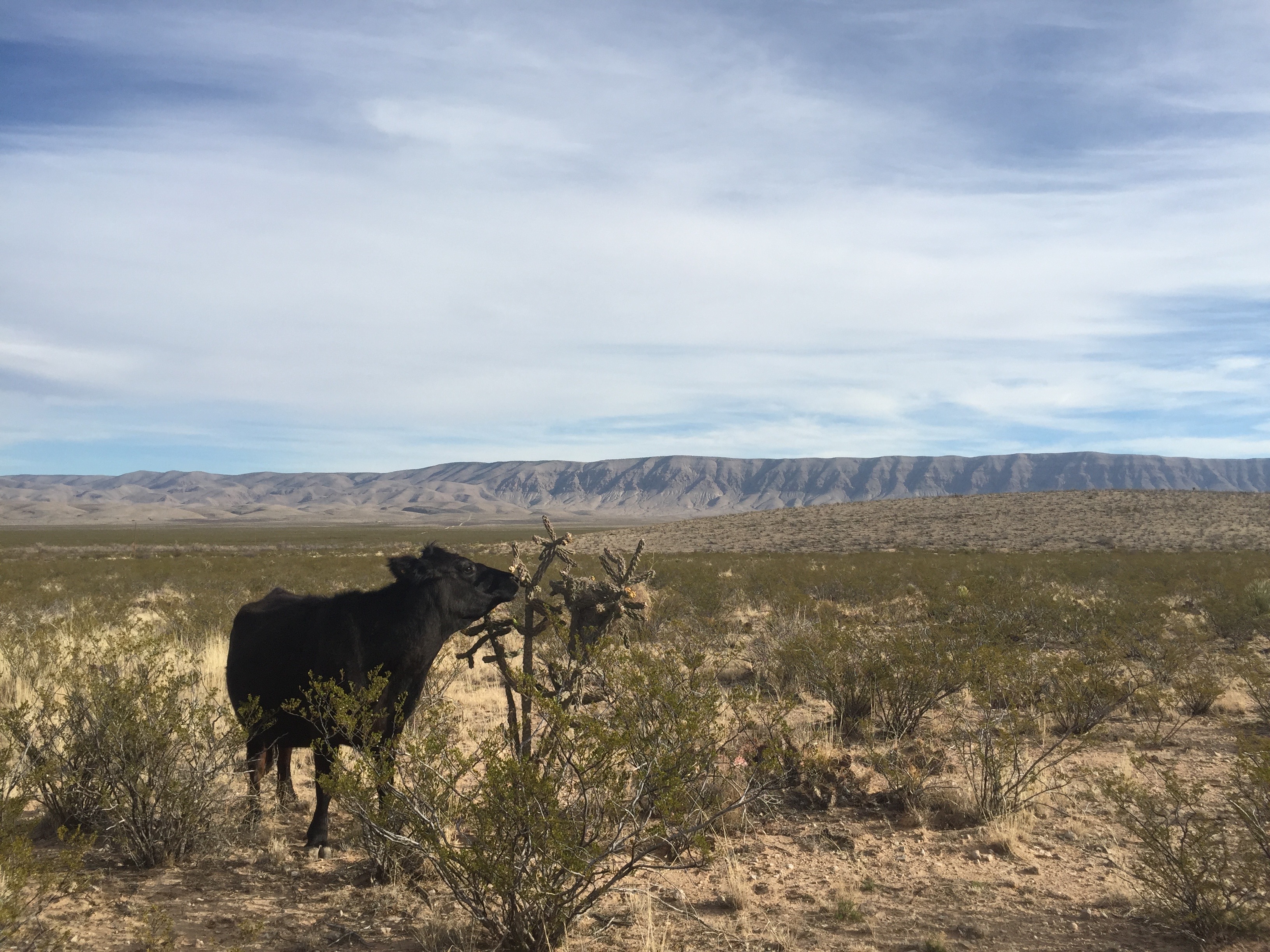 Cow grazing cholla in a grassland landscape