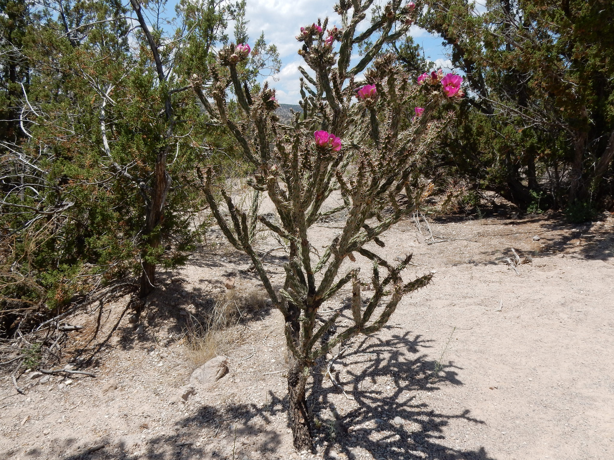 A tall and multi-branched cholla with pink flowers