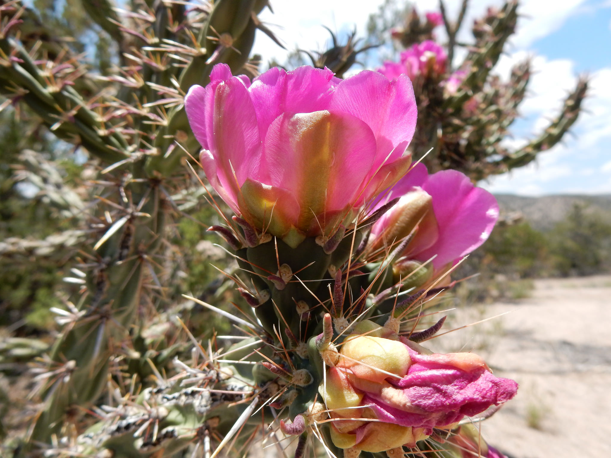 Close-up of pink flowers