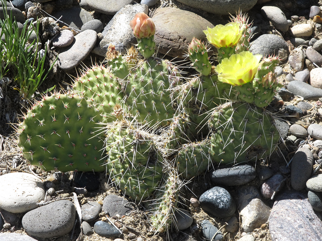 Side view of spiny cactus with flat pads, yellow flower and orange flower bud growing among smooth rocks.