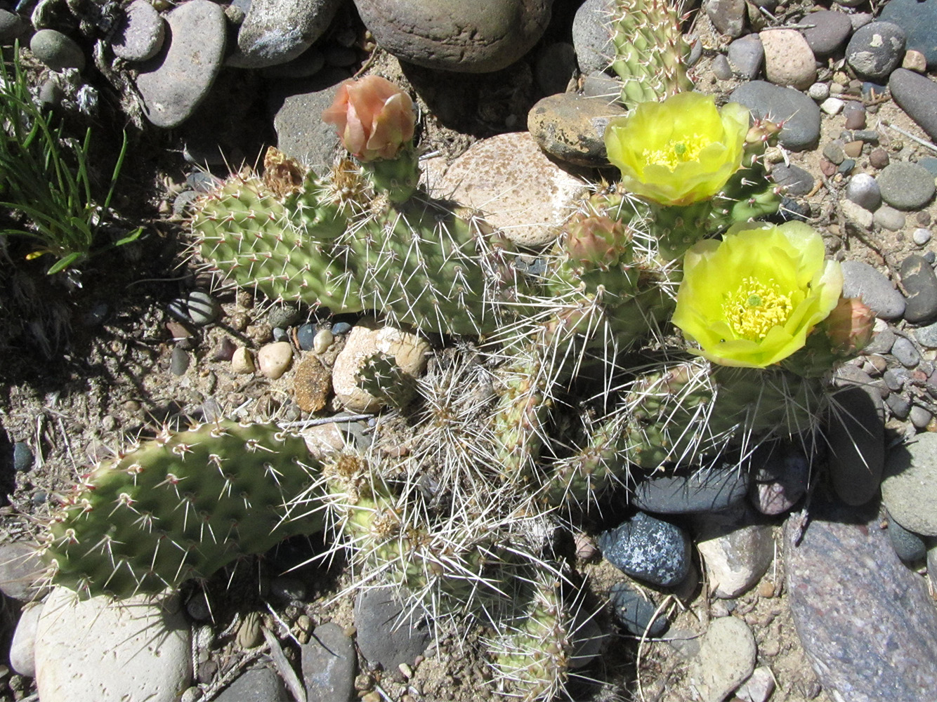 Top view of spiny cactus with flat pads, yellow flower and orange flower bud growing among smooth rocks.