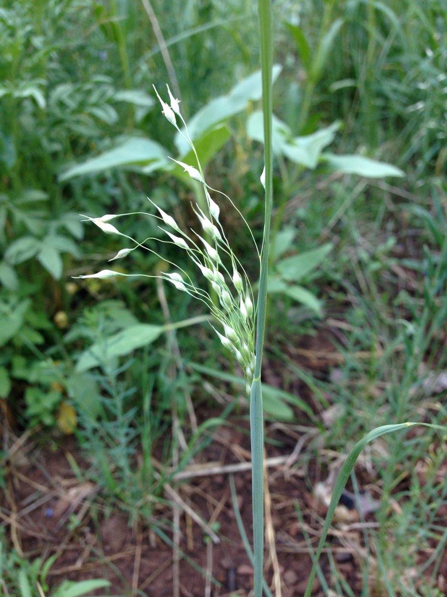 Panicle with delicate stems and single seeds at the end of each branch