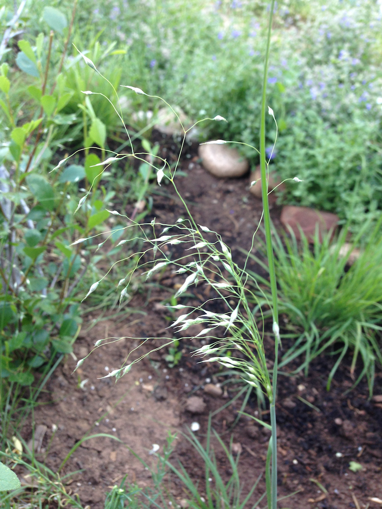 Panicle with delicate branches tipped with seeds that look like grains of rice