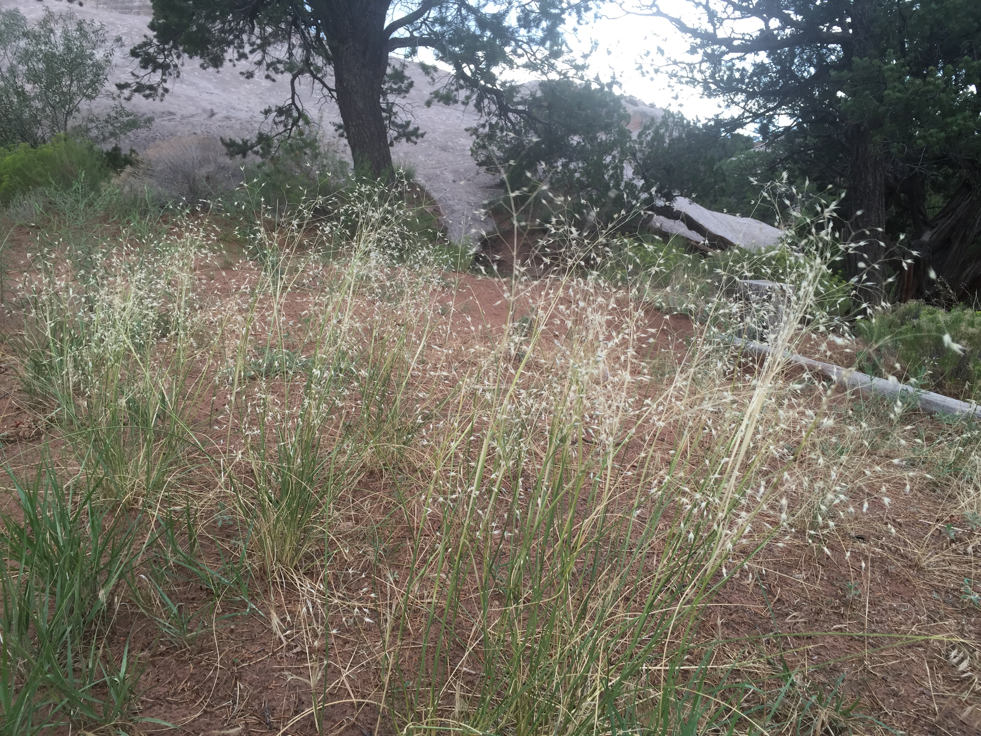 Delicate, open panicles and bunch growth habit