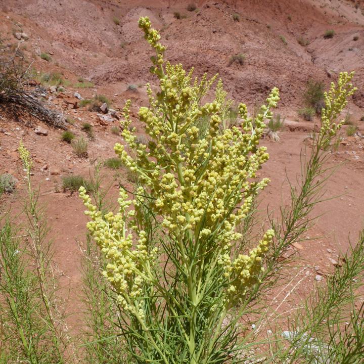Close up of green plant with yellow seeds against a red sand background