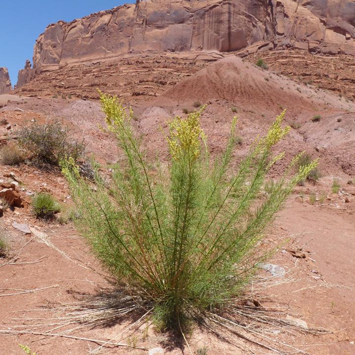 Large green feathery plant with red bluffs in background