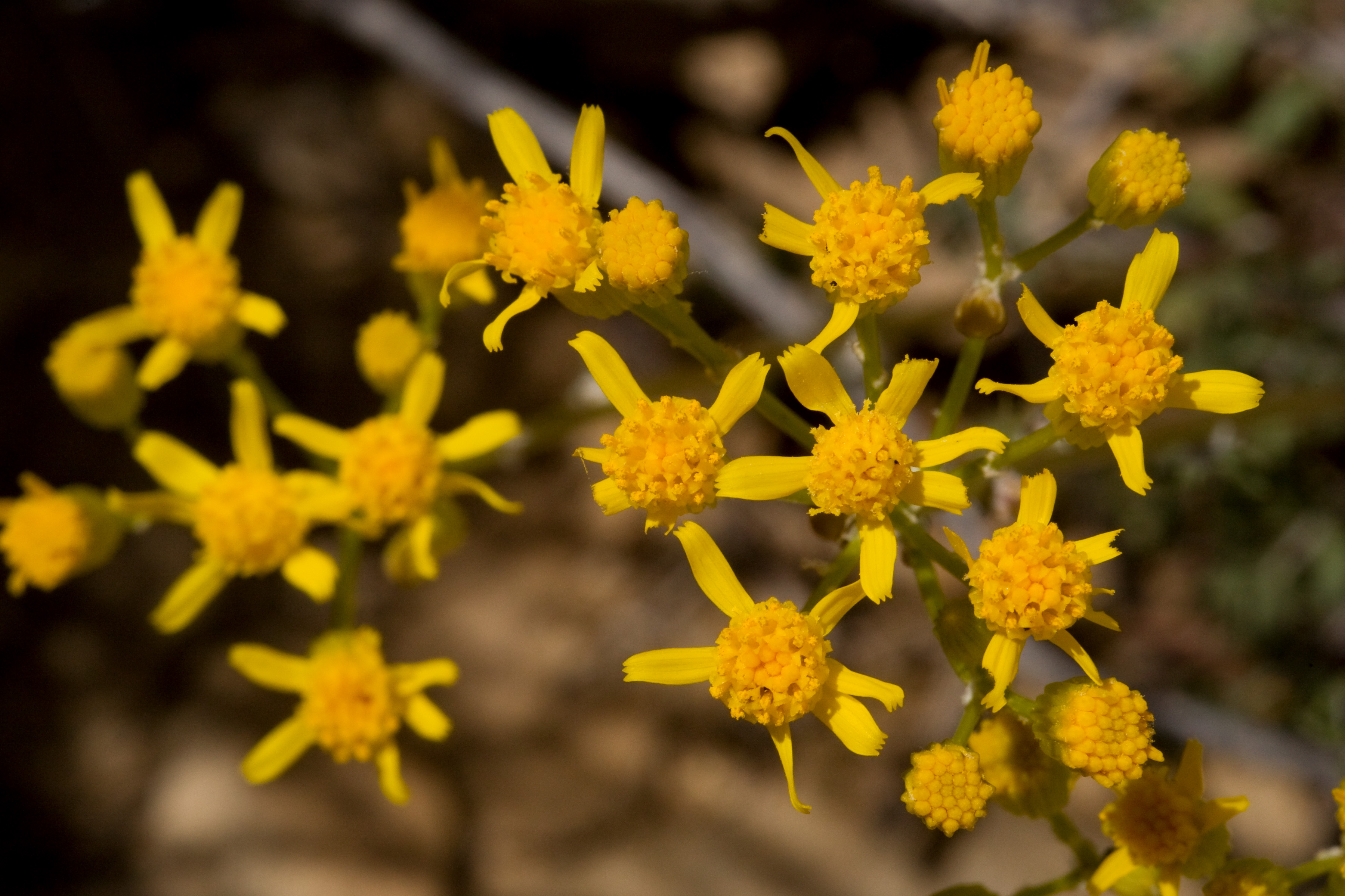 Open blossoms with dense, dark yellow disk and sparsely arranged rays