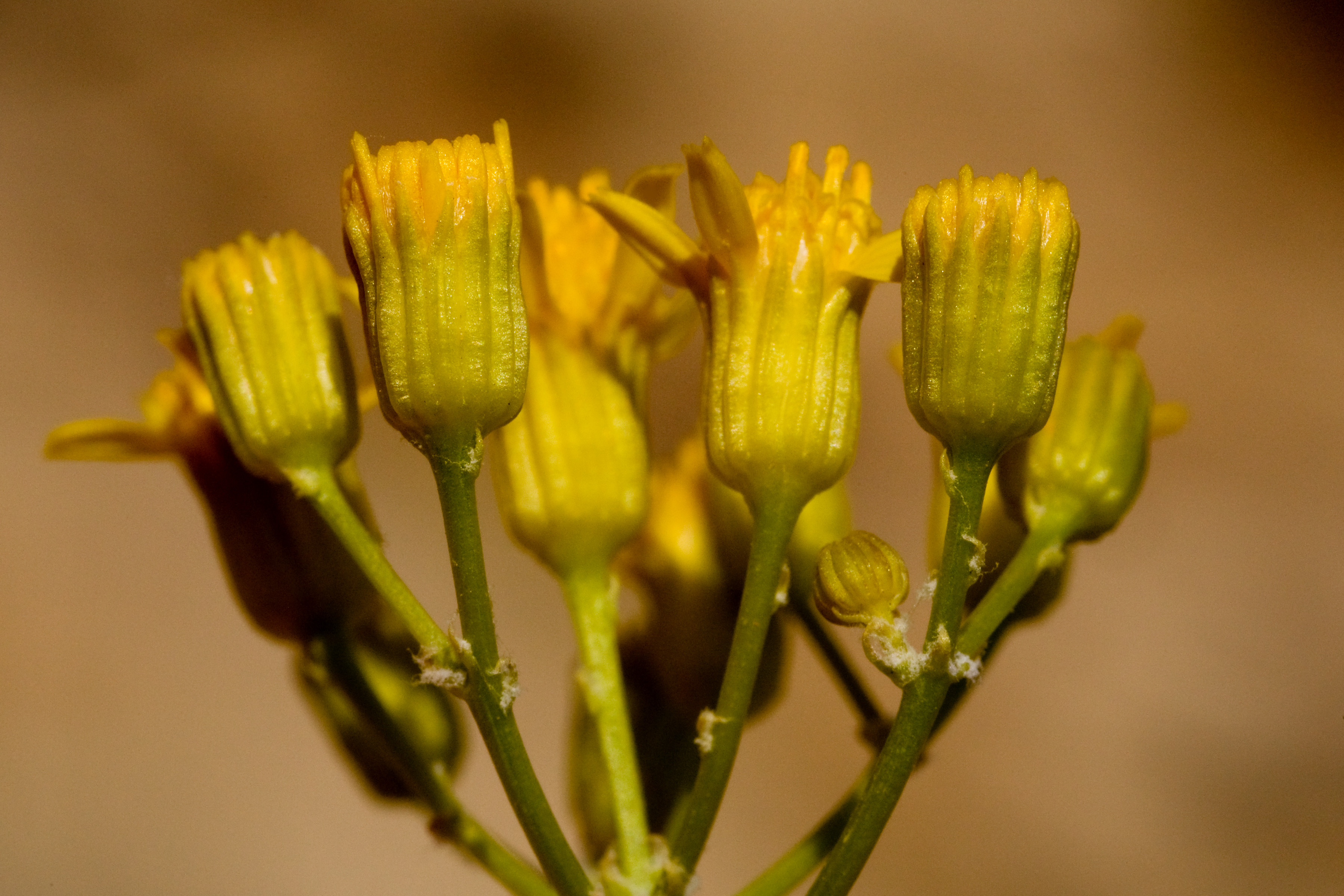 Yellow blossoms, not quite open