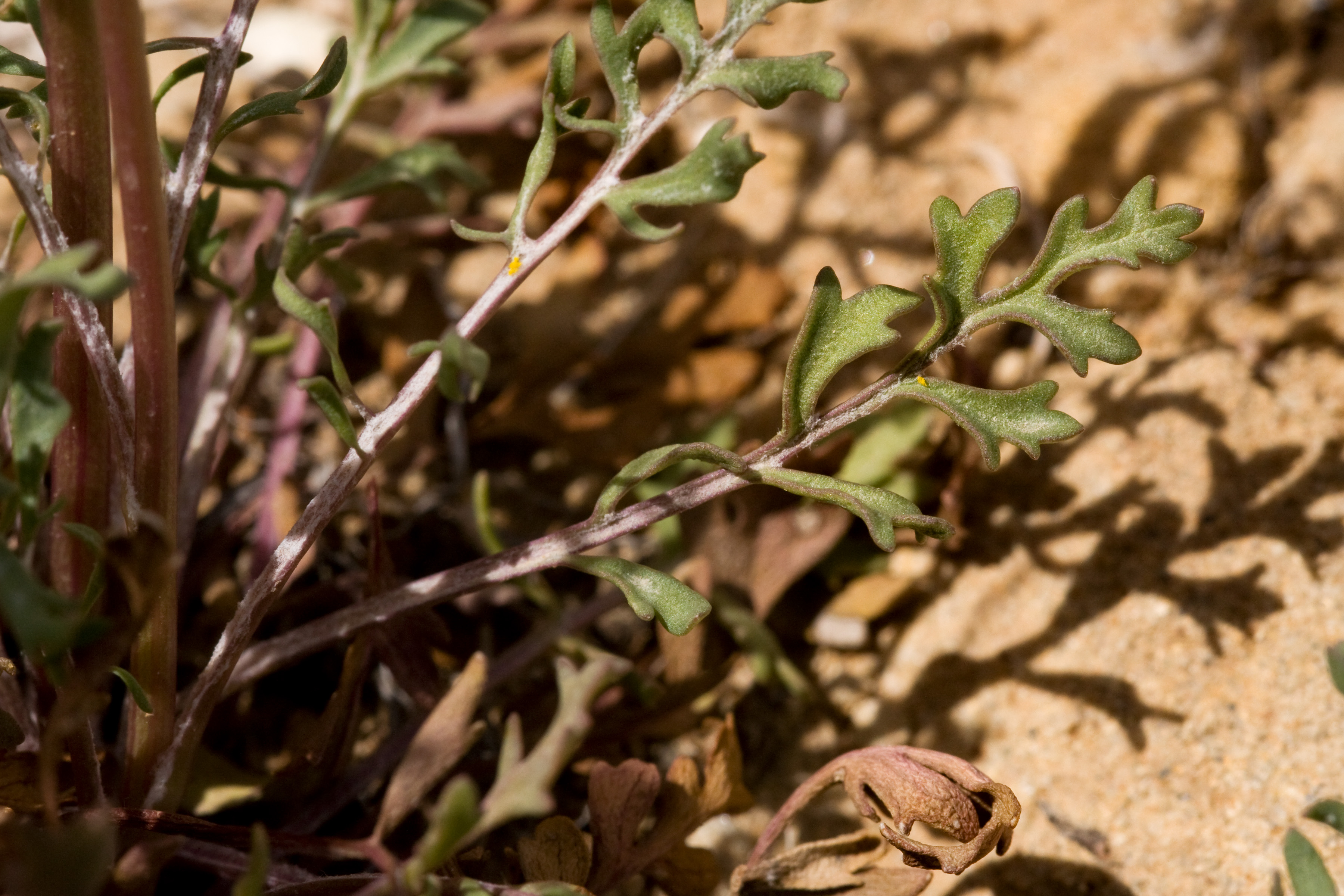 Deeply lobed foliage