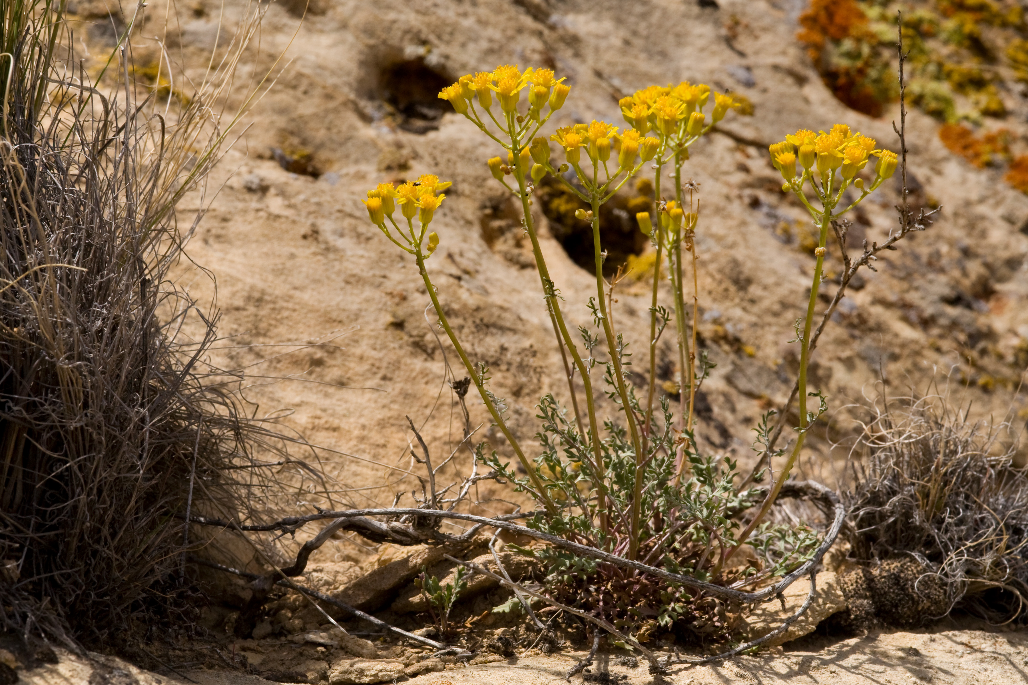 Umbel shape of inflorescences atop erect stems