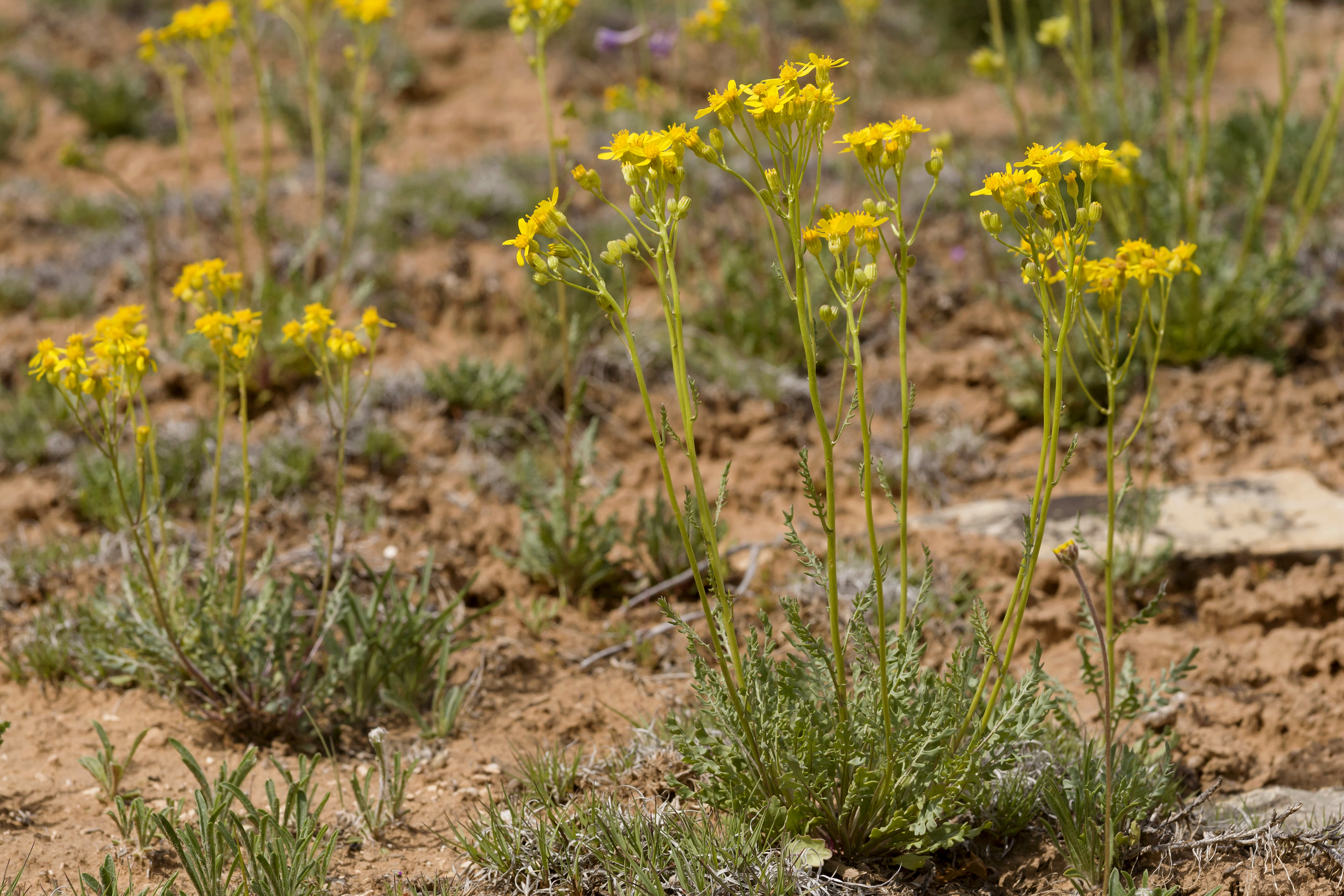 Growth habit with erect stems and flowers in an umbel arrangement