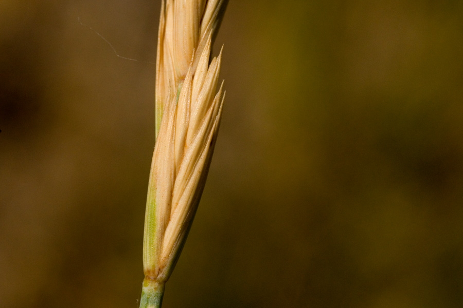 A dry seed spike
