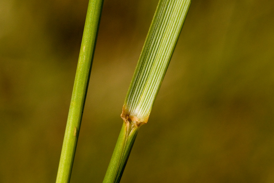 Leaf sheath with distinct striations