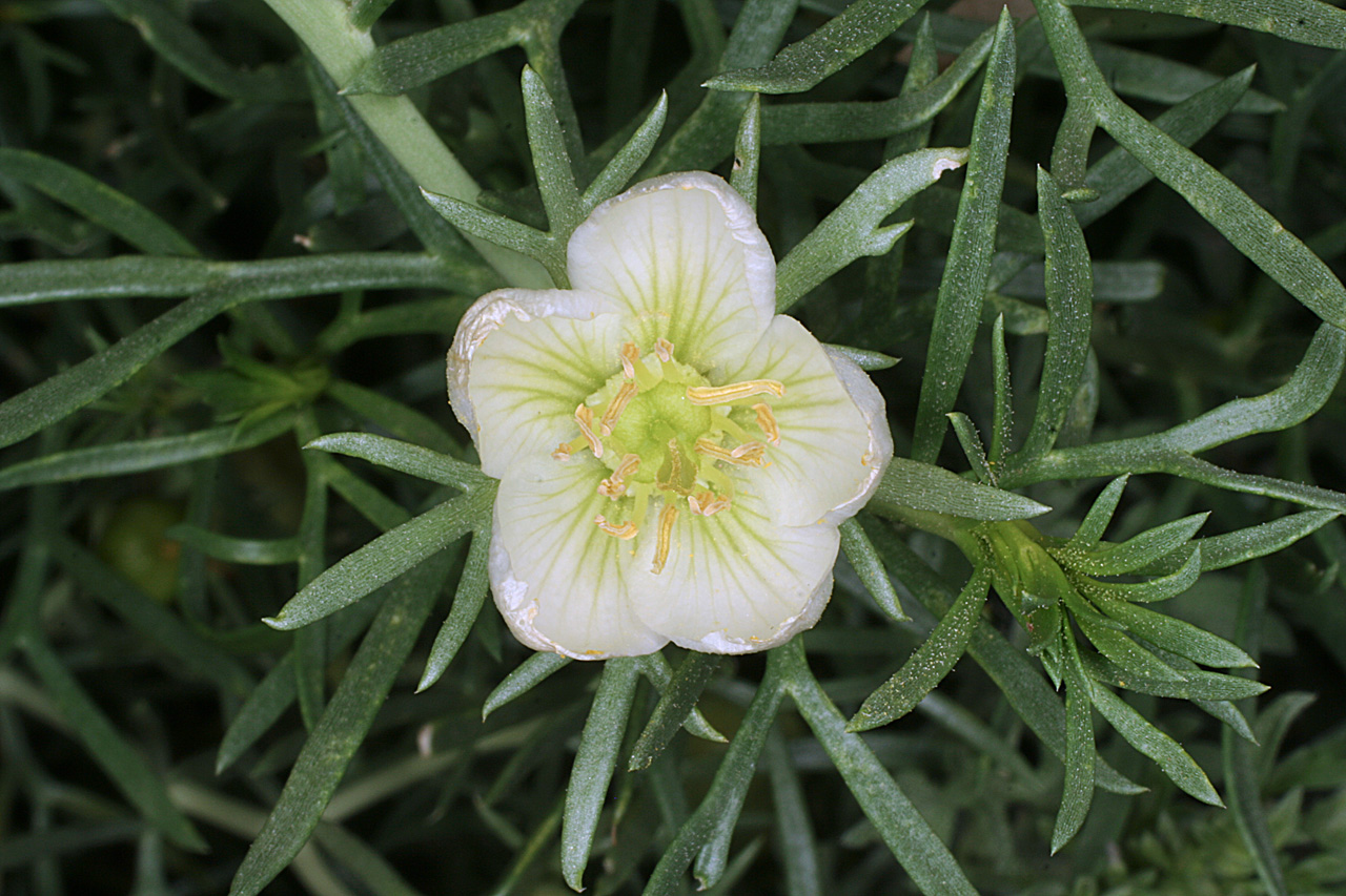 Closeup of yellow-white blossom and narrow leaves