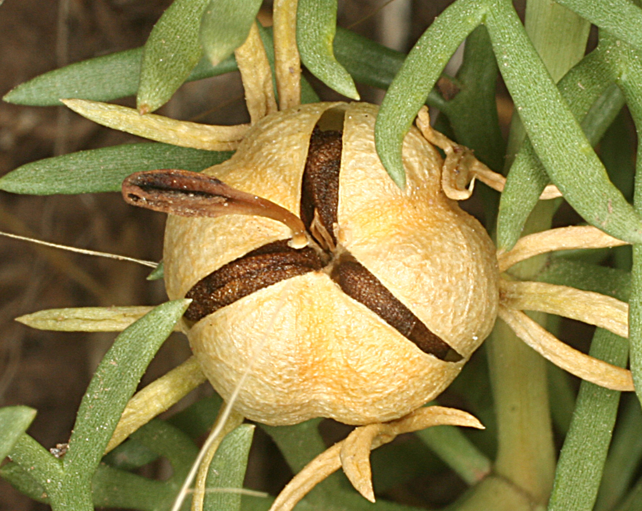 Light brown seed capsule and dark brown seeds about to emerge