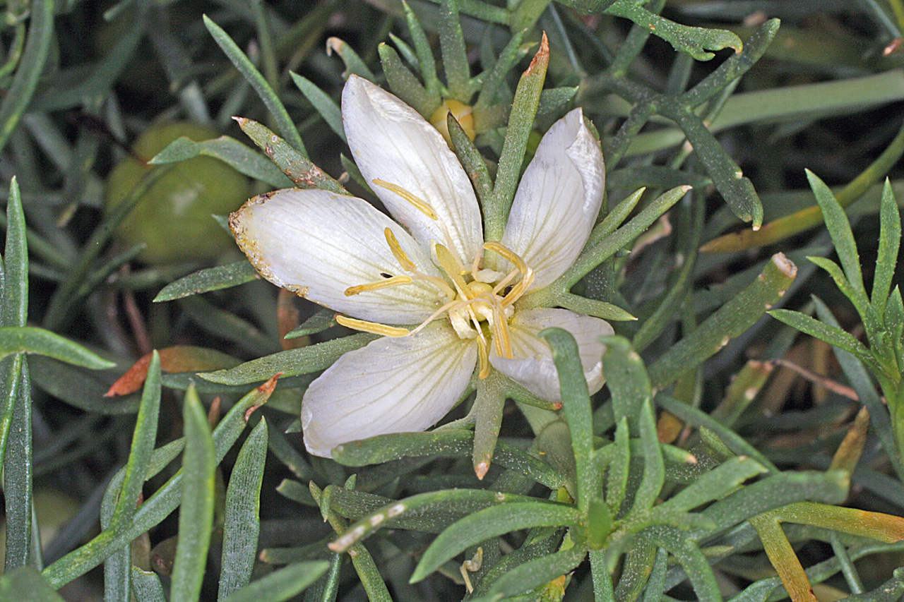 Blossom with white petals and yellow stamens; narrow leaves of the foliage