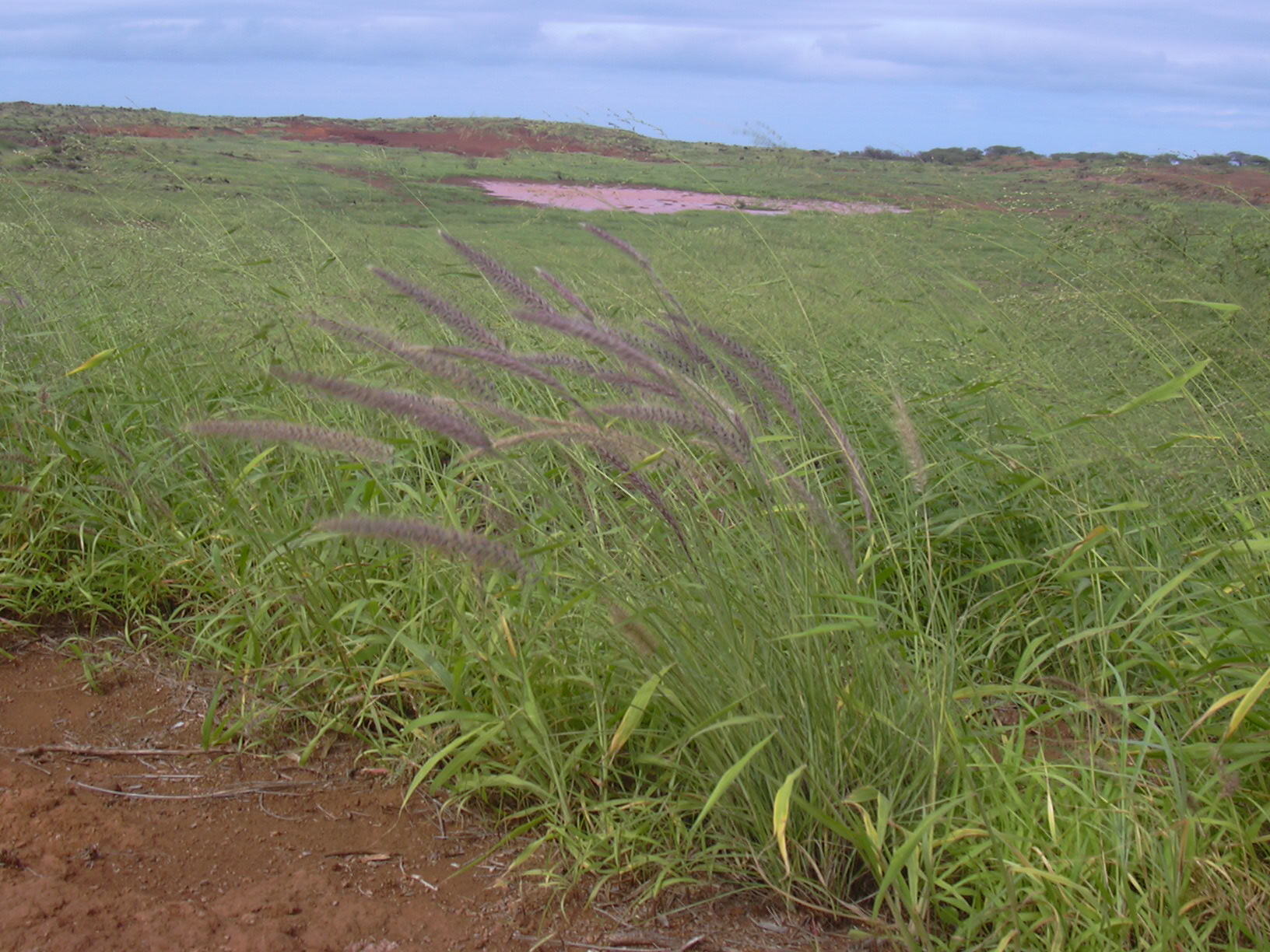 Purple seedheads bending stalks of fountaingrass in grassland habitat