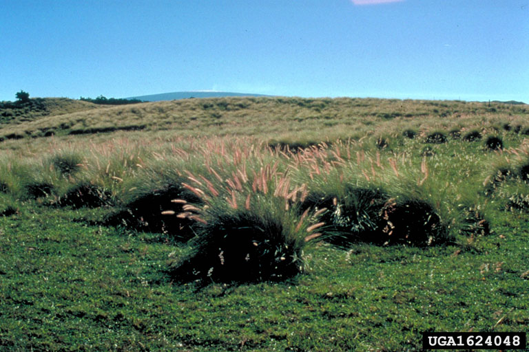 Bunchy growth habit of fountaingrass with purple-tinged seedheads