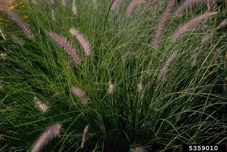 Bushy seedheads and slender leaf blades in typical bunchgrass habit