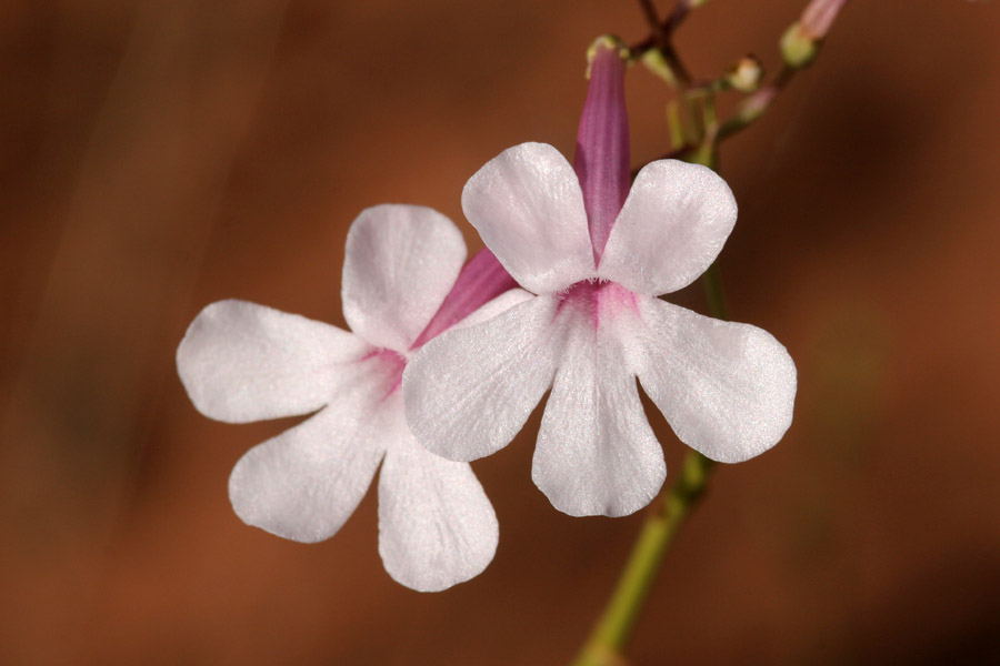 Pinkish white, tubular blossoms of Penstemon ambiguus