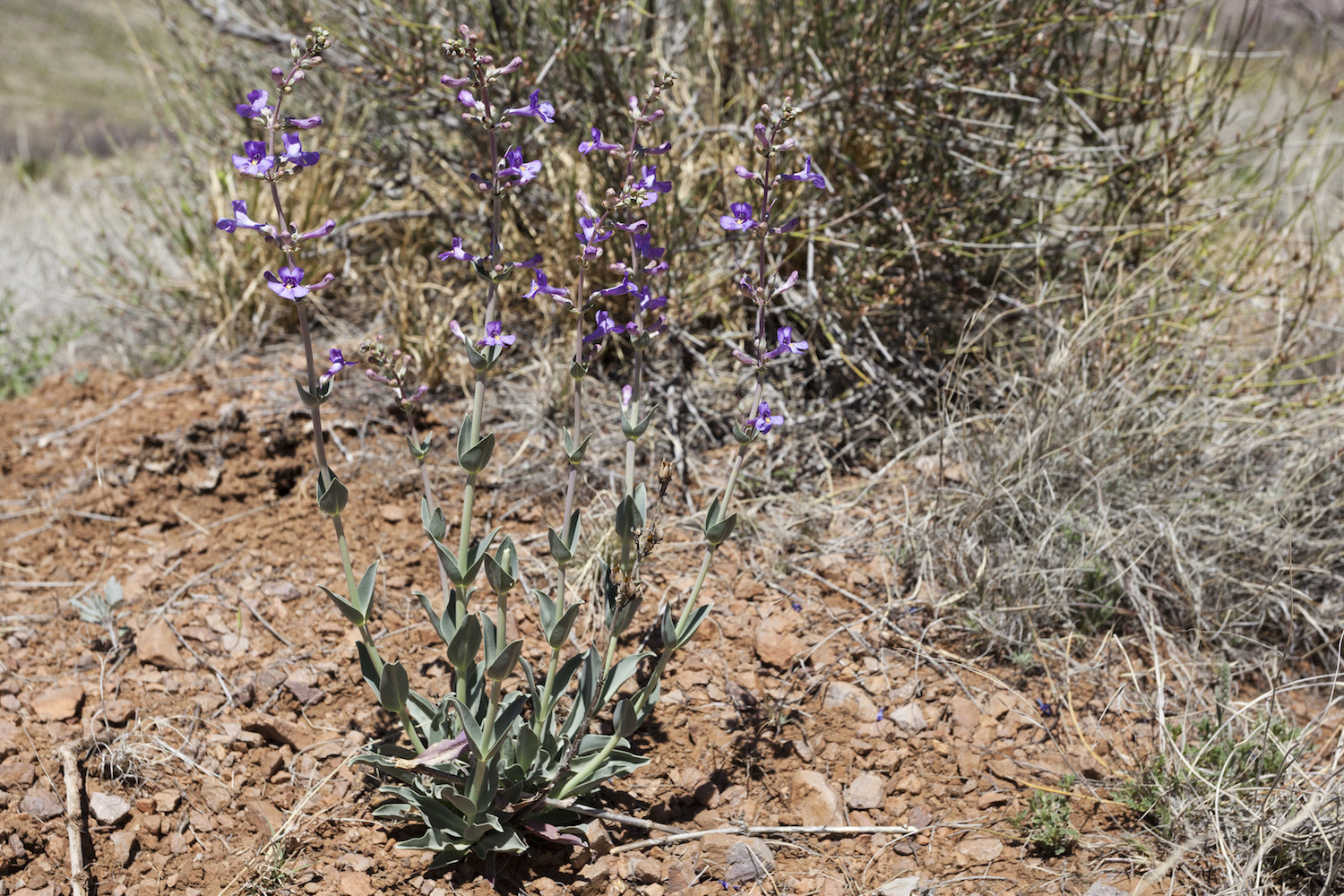 Purple flowers and growth habit of Penstemon fendleri